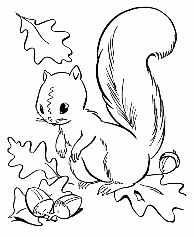 fall coloring sheets squirrel gathering nuts | thingkid.com