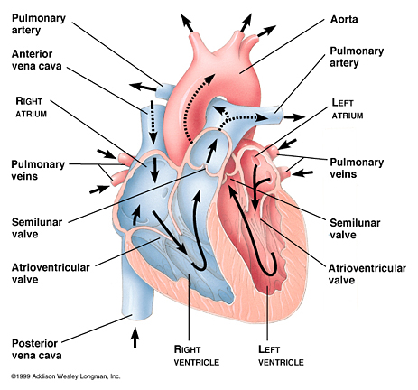 Human-Heart.jpg