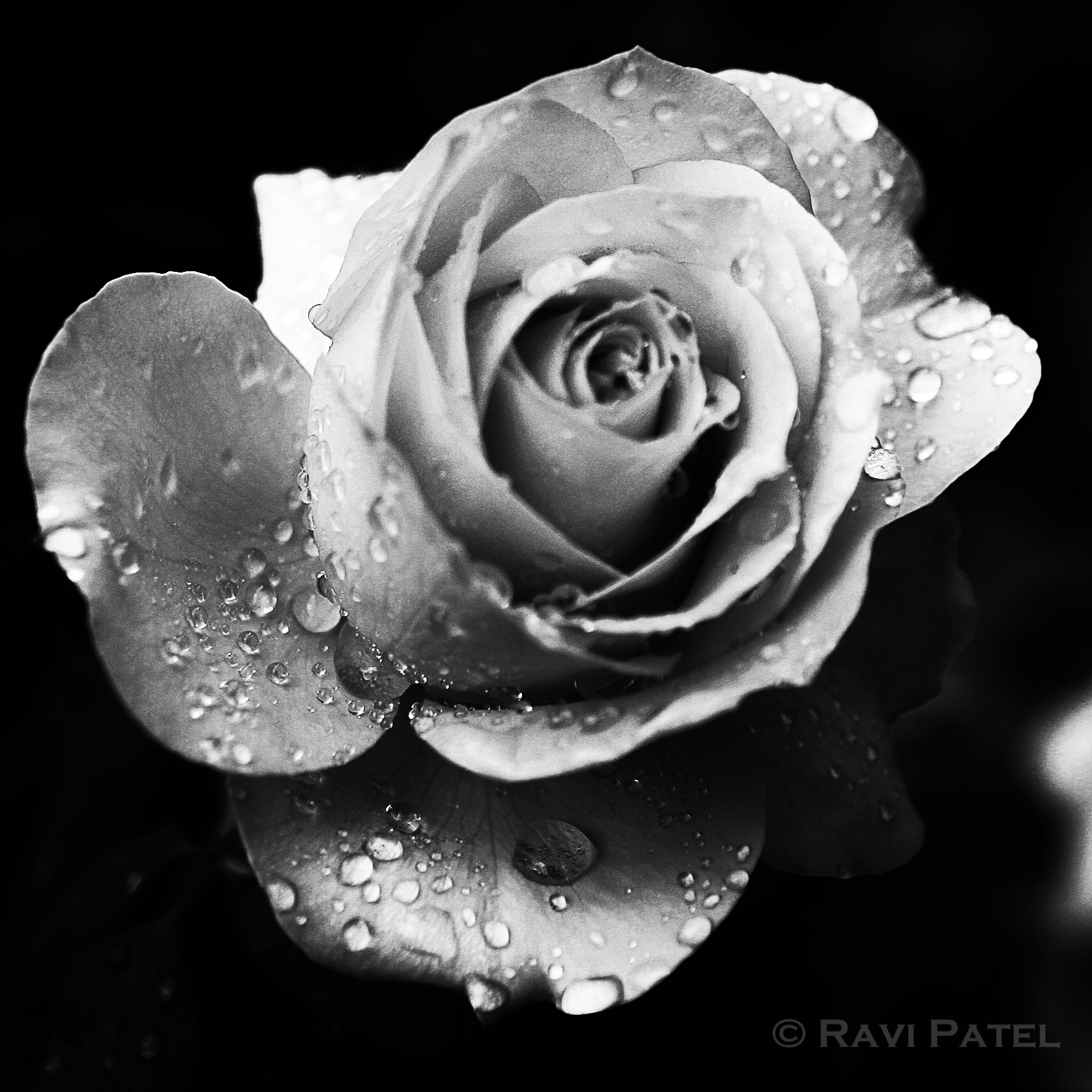 A Jeweled Rose | Photos by Ravi