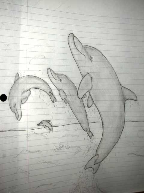 Dolphin Sketches - DolphinLeap.com