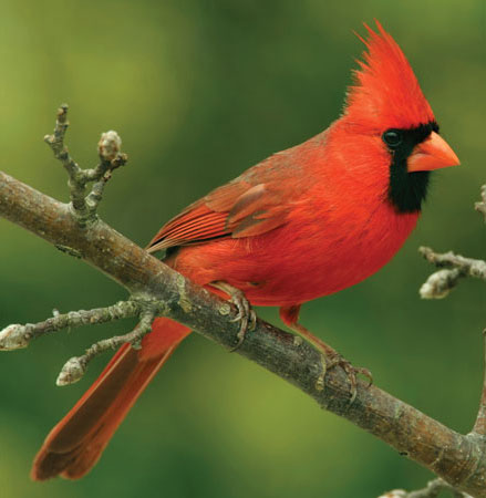 Aspen Song Wild Bird Food | Northern Cardinal