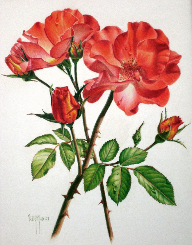 35 Beautiful Flower Drawings and Realistic Color Pencil Drawings ...