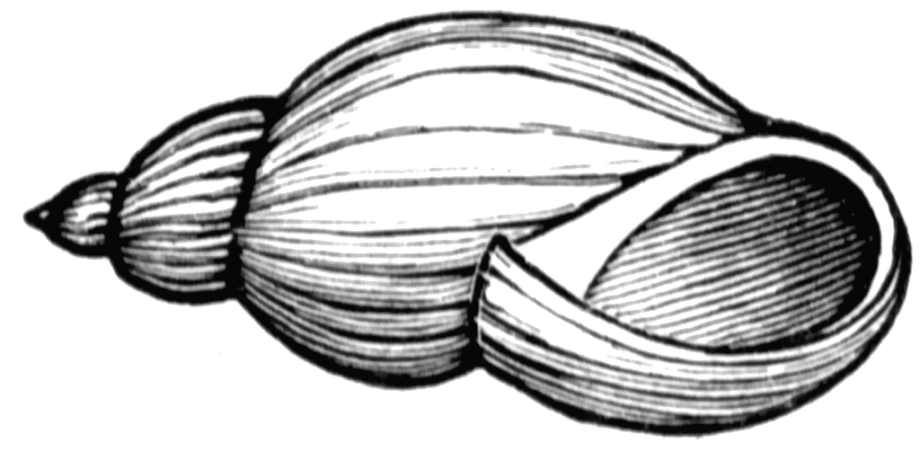 Snail Shell | ClipArt ETC