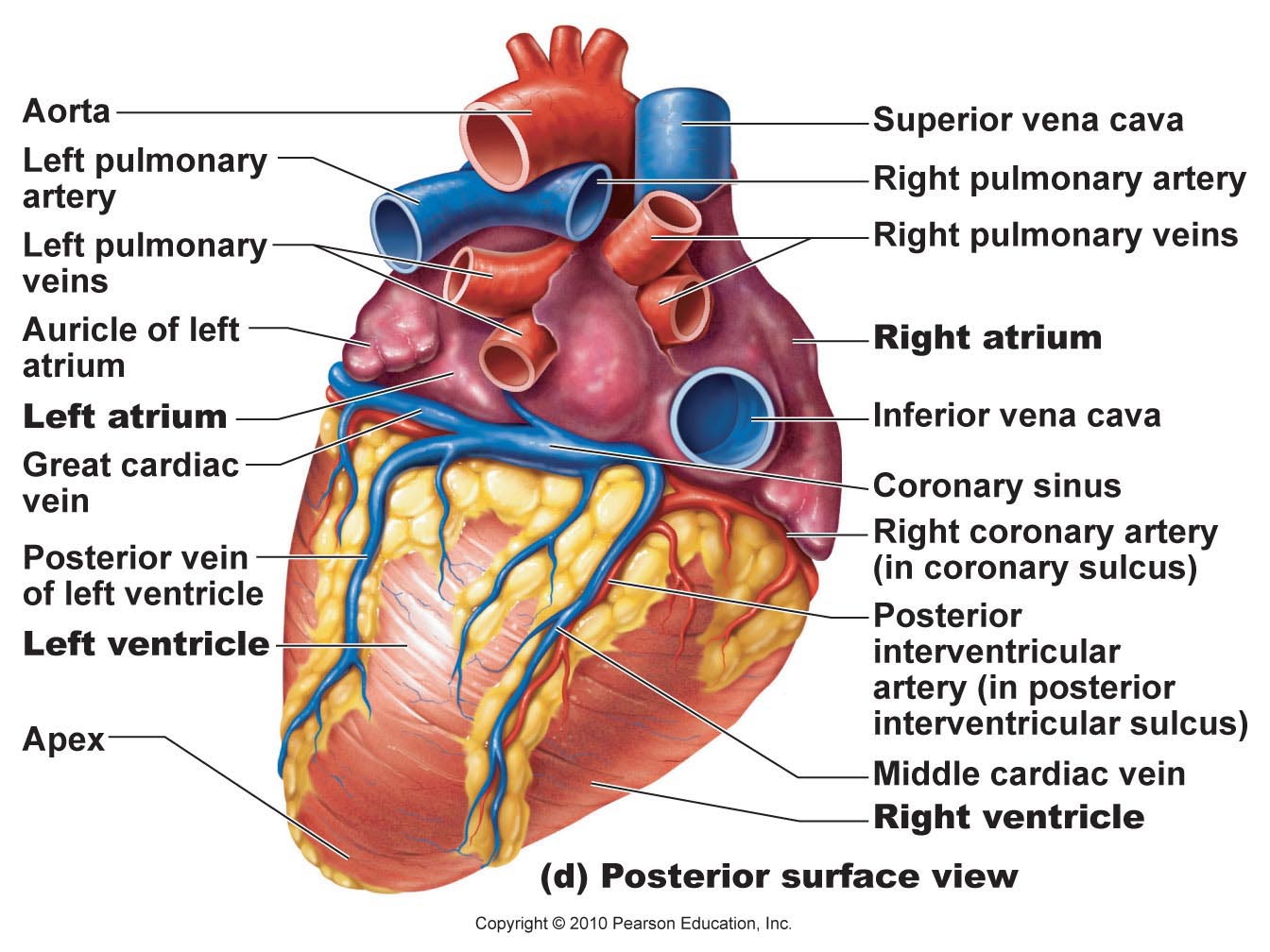 Heart Diagram Clipart - Free Clipart