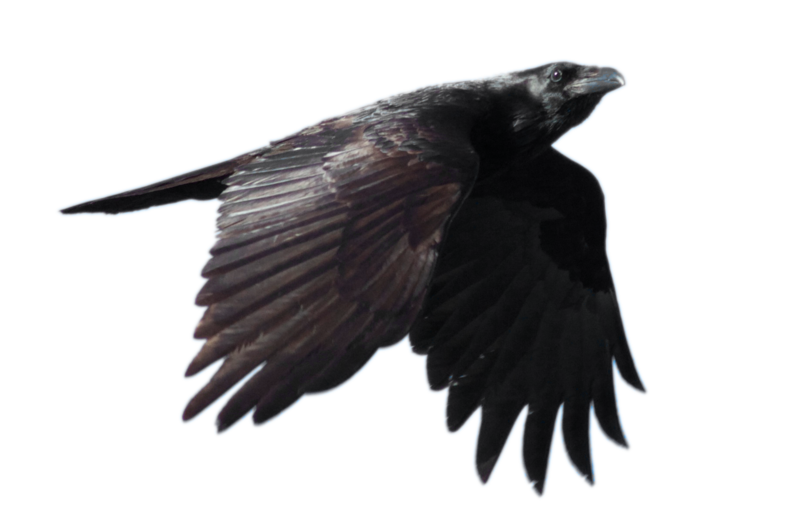 STOCK Common Raven Flying (with Alpha Layer) by netzephyr on ...