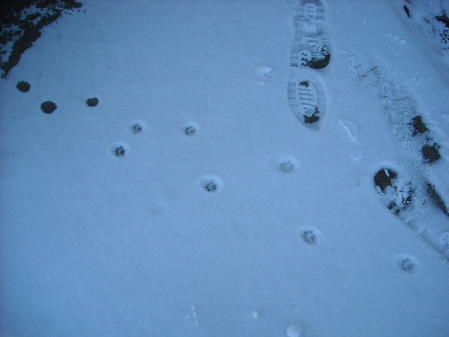 Results for Pictures Of Cat Footprints In The Snow | imagebasket.net