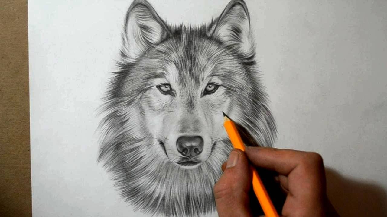 How to Draw a Wolf - YouTube