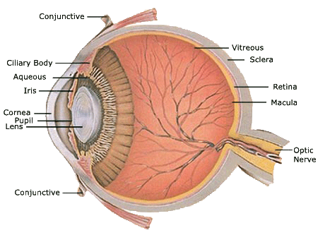 eyeball diagram #