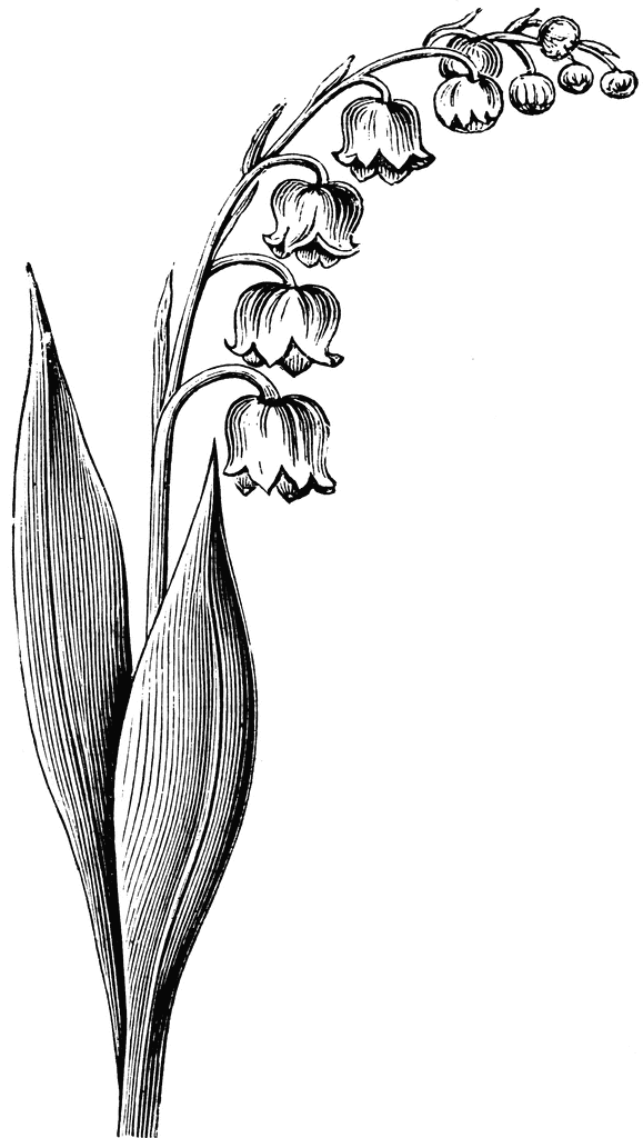 Flowering Stem of the Lily of the Valley | ClipArt ETC