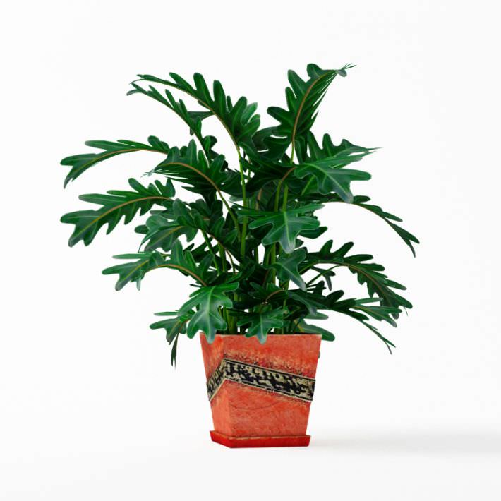 Orange Potted Plant 3D Model- CGTrader.