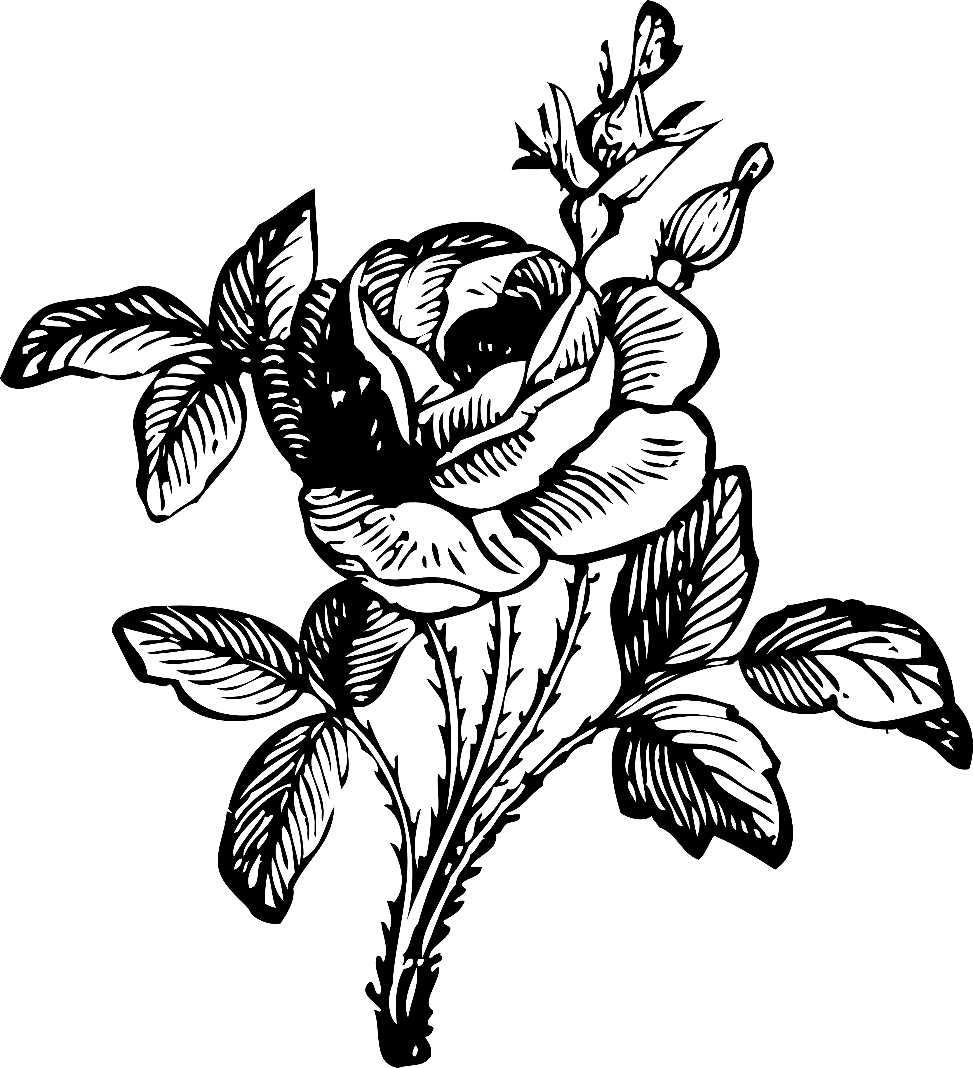 Rose 2 Black White Line Art Coloring Book Colouring Flowers 2011 ...