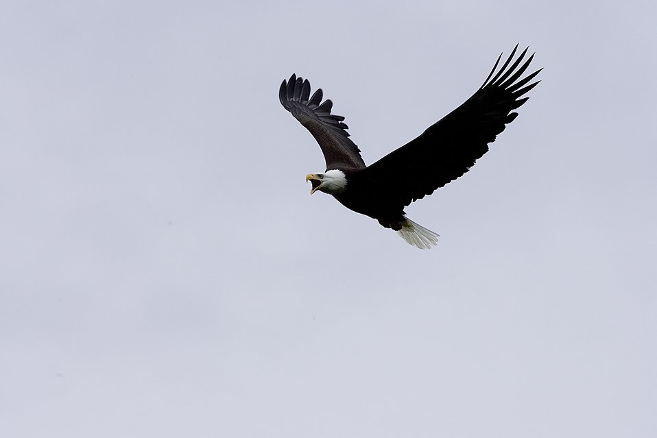 Free Stock Photos | Bald Eagle in Flight | # 16687 ...