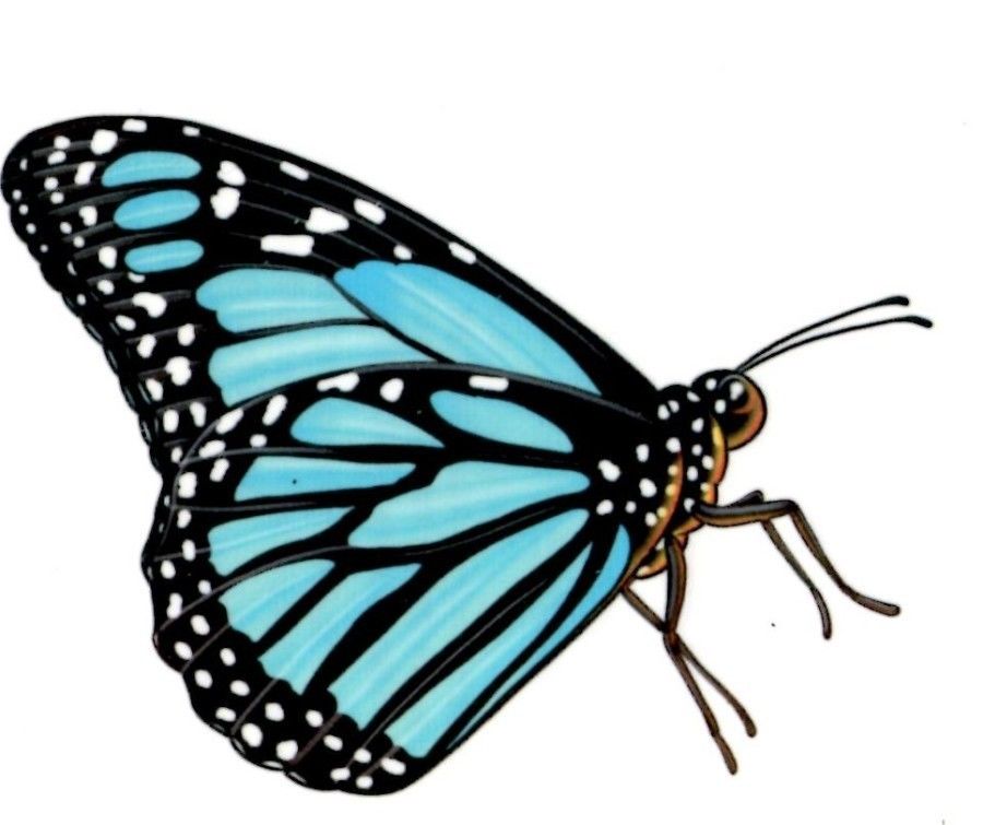 Blue Monarch Butterfly Tattoos Temporary Tattoo Black Blue ...