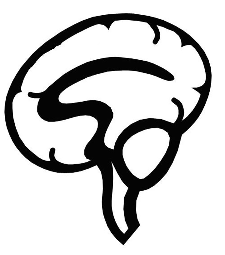 Human Brain Outline