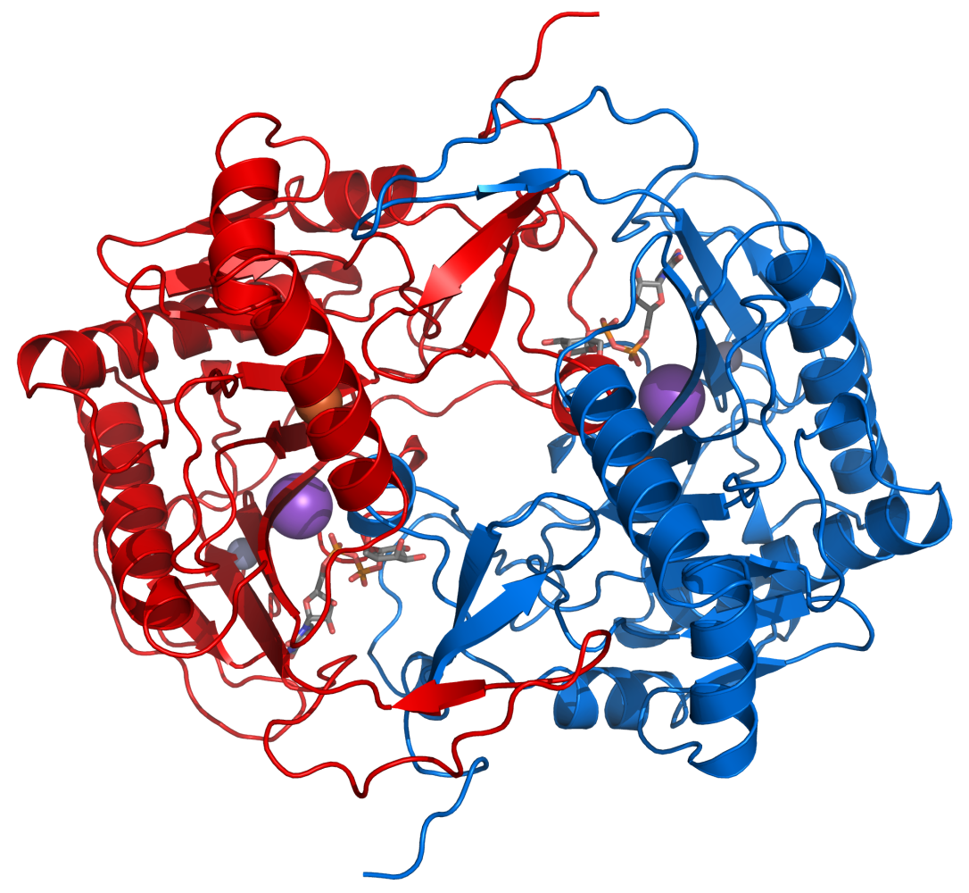 Galactose—1-phosphate uridylyltransferase - Wikipedia, the free ...