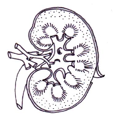 isimez: circulatory system diagram unlabeled