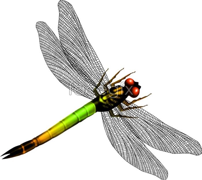 Dragonfly graphic design PSD | Animal PSD