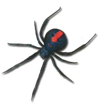 Spiders | Advanced Pest Control