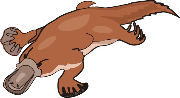 3 Platypus Coloring Pages | Free Coloring Page Site