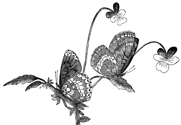 Butterfly Art Sketches - ClipArt Best