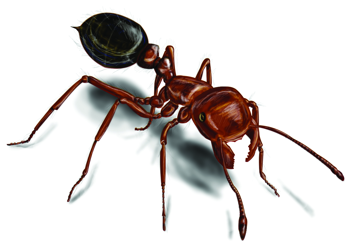 Fire Ants: Red Fire Ant Control & Facts - Orkin.