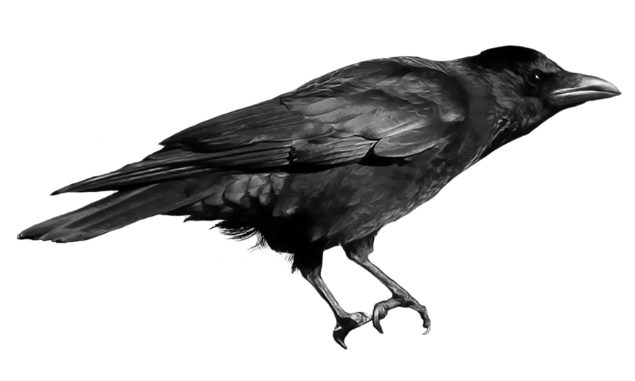 Photographs crows photos - borzii