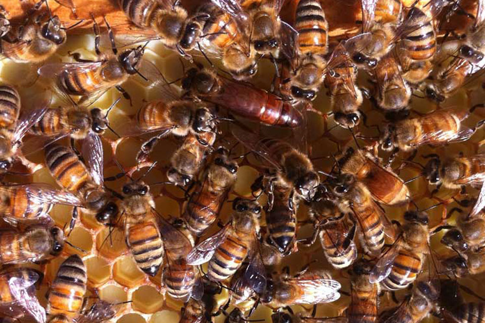 Highland Honey Queen Bees · Highland Honey Bees