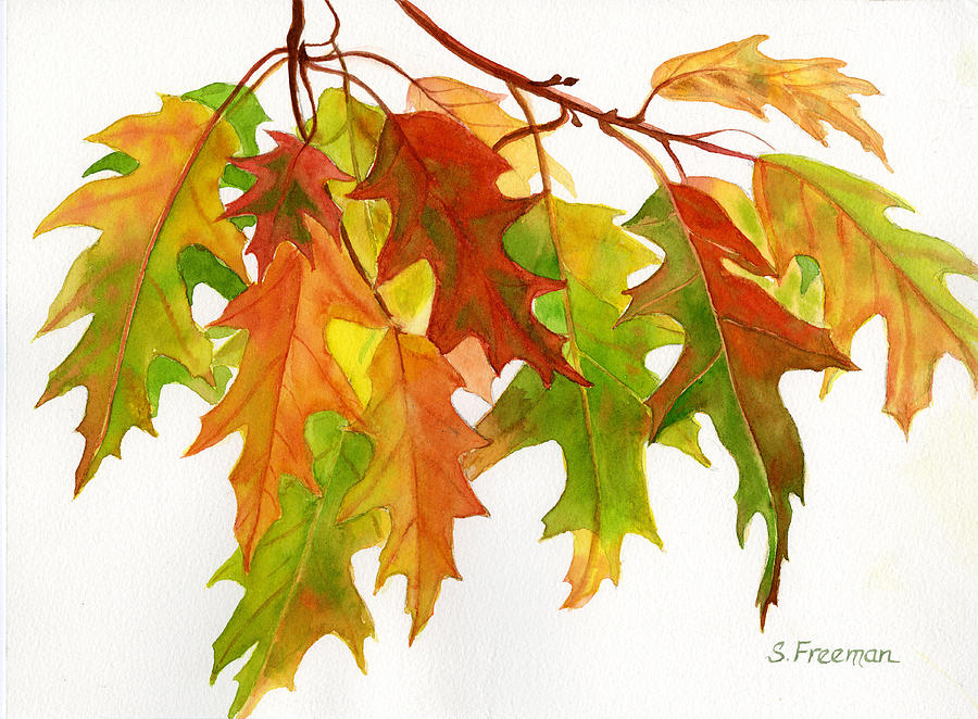 Fall Oak Leaves by Sharon Freeman