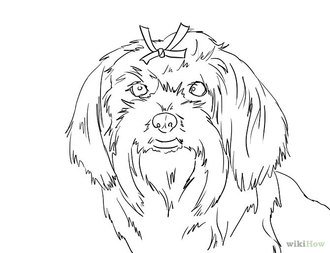 How to Draw a Cute Maltese Dog Face: 12 Steps (with Pictures)