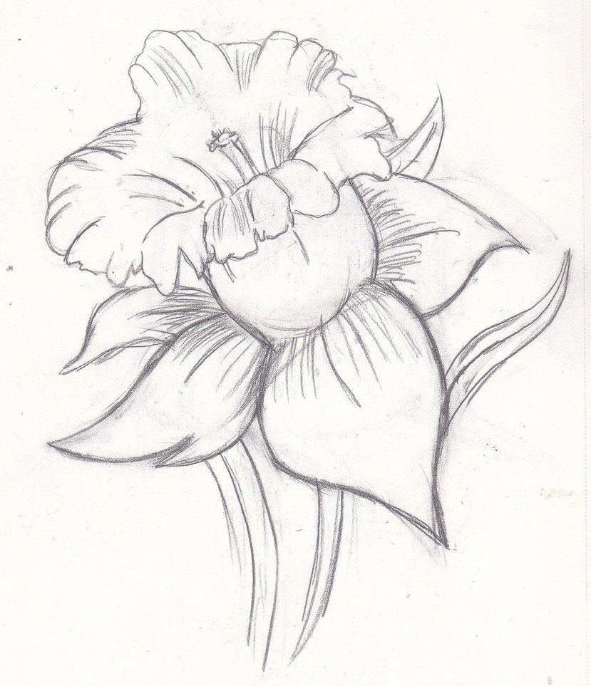 Flower Sketch Book 1 by Hotaru-No-Mayowasu on DeviantArt