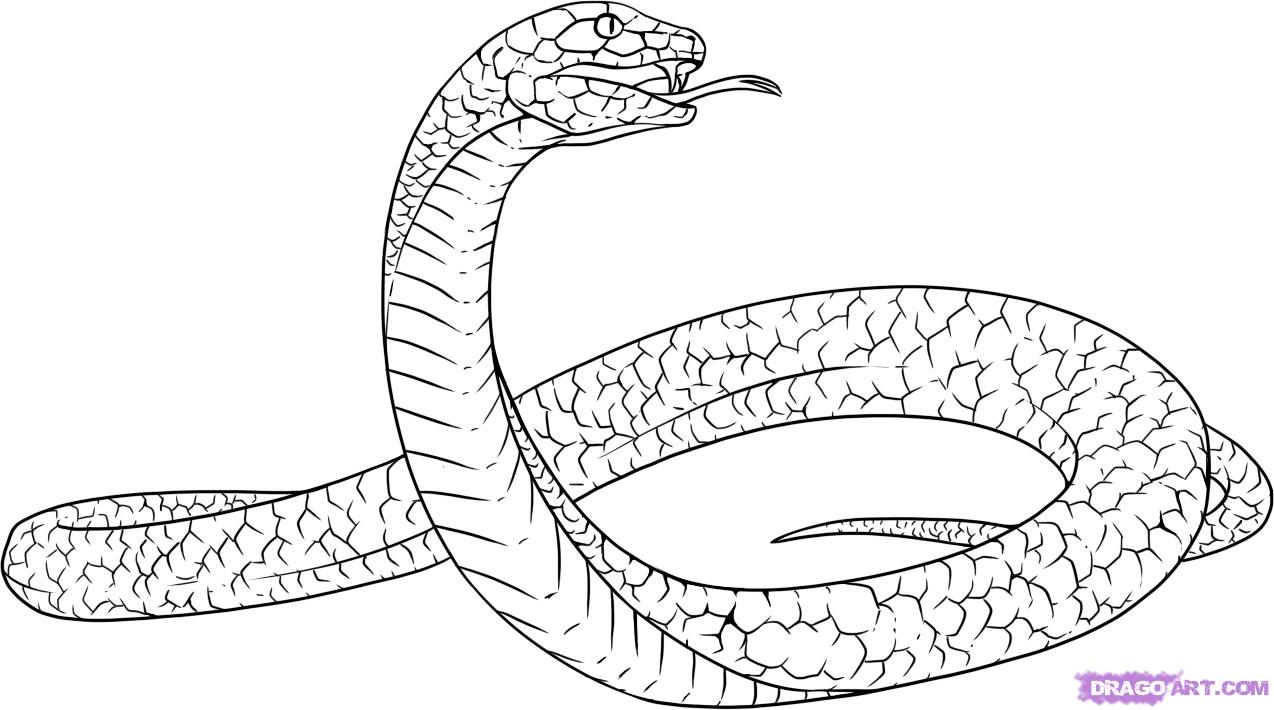 How to Draw a Black Mamba, Step by Step, Snakes, Animals, FREE ...