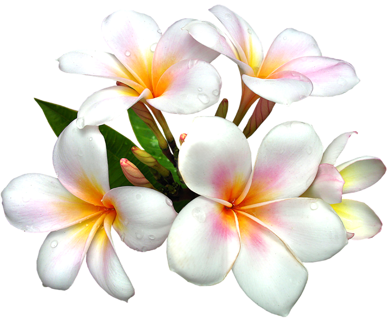 White Large PNG Flower Clipart