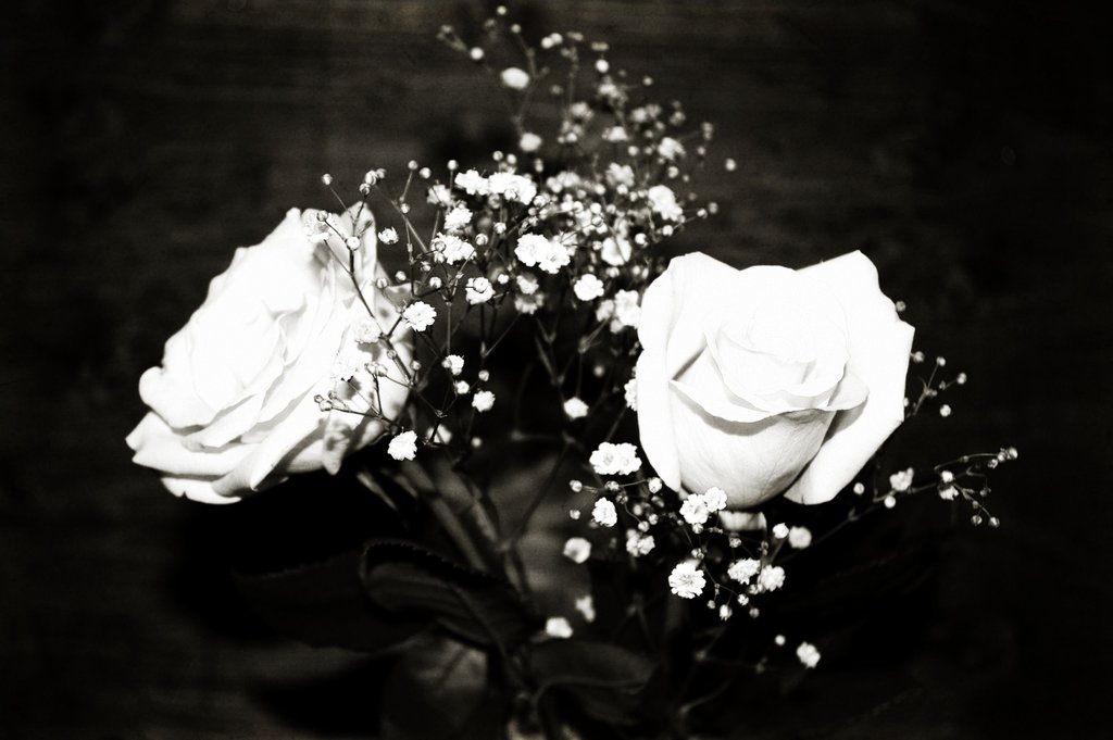 Black and White Roses by Aprilgriffin on DeviantArt