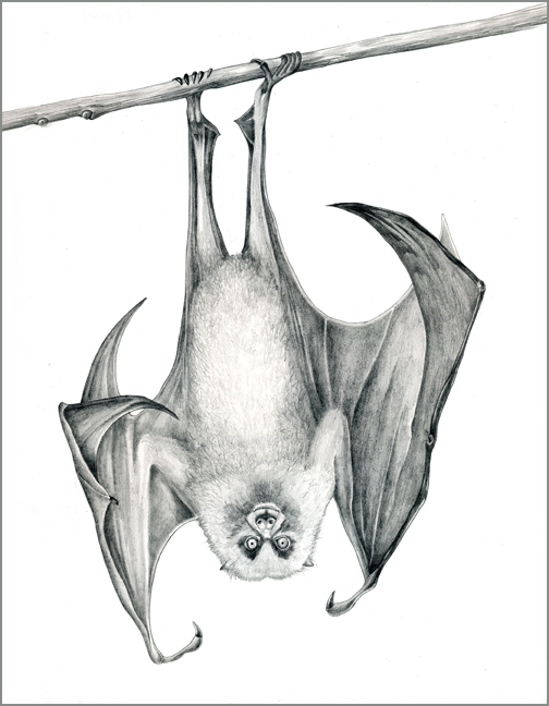 Graphite Drawing of Rodrigues Flying Fox Bat by Natural Science ...