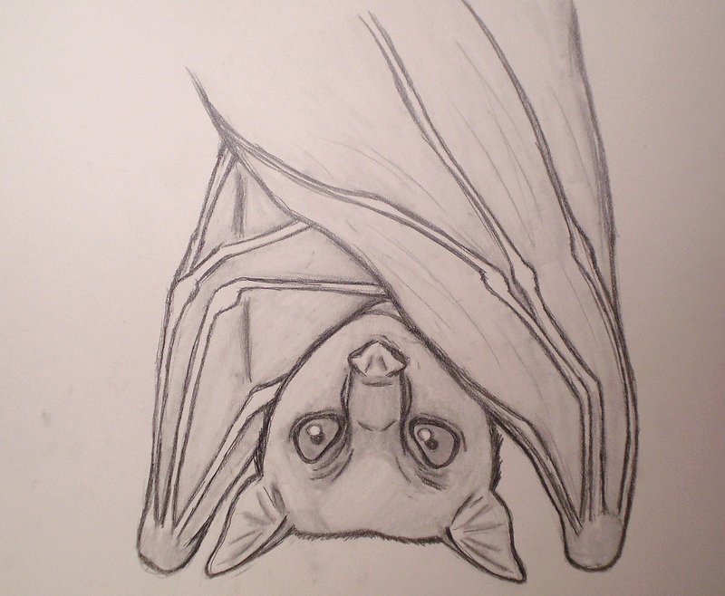 Fruit Bat- Sketch by painXshadows26 on DeviantArt