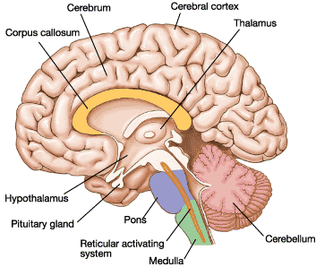 E.5 The Human Brain - Bentley's Biology