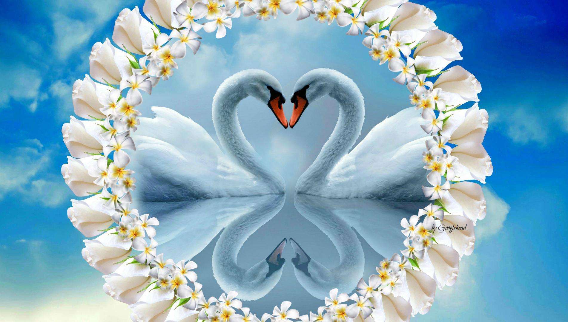 Swans love heart - (#167286) - High Quality and Resolution ...