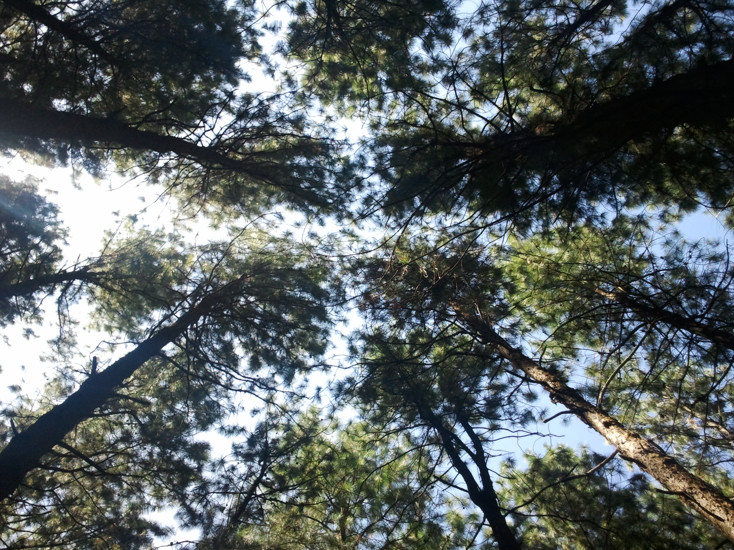 File:Pine Trees in Kumily.jpg - Wikimedia Commons