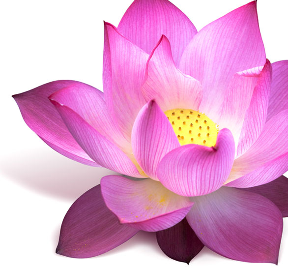 Lotus Flower Online | Learn About Lotus Flower | Meaning Of Lotus