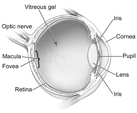 Diagram of the Eye | National Eye Institute