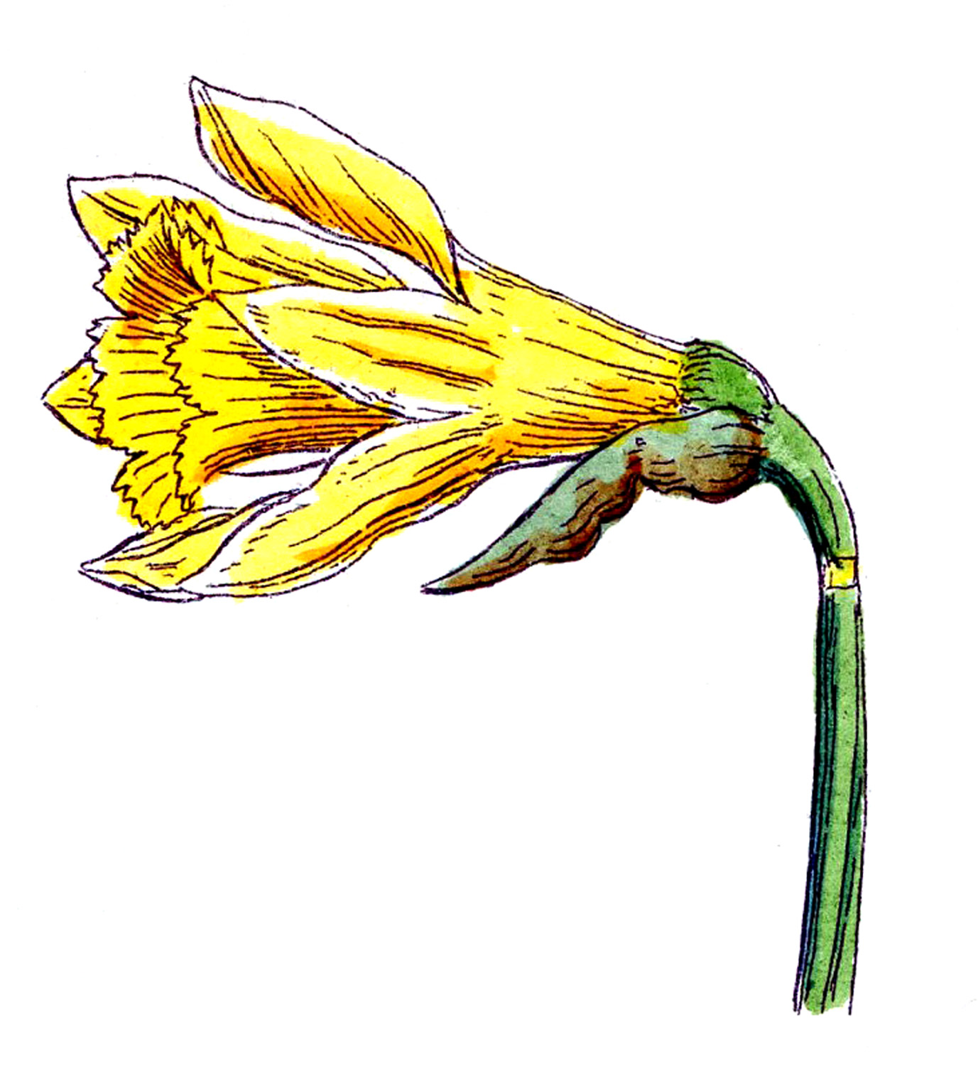 Spring Clip Art Flowers - ClipArt Best