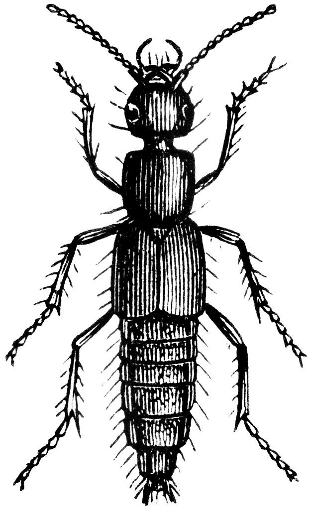 Rove Beetle | ClipArt ETC