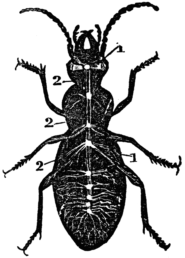 Diagram of Nervous System of a Beetle | ClipArt ETC