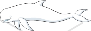 stock-vector-realistic-beluga- ...