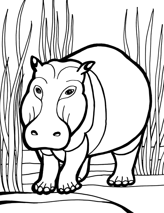 Hippopotamus (Hippo) coloring page - Animals Town - animals color ...