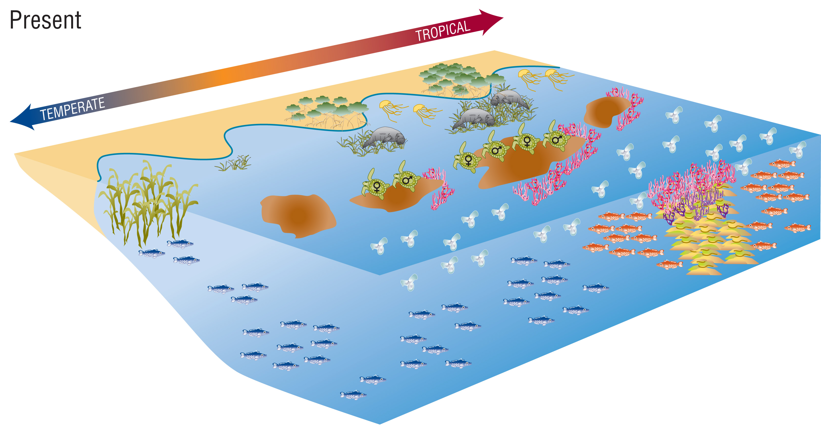 CSIRO - Marine Climate Impacts and Adaptation