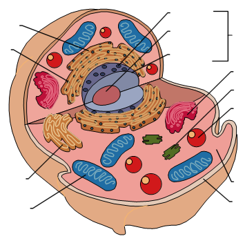 animal cell unlabeled diagram