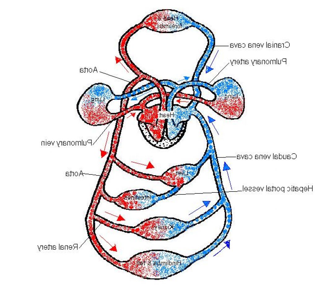 Heart Diagram Unlabeled - Anatomy Body Gallery