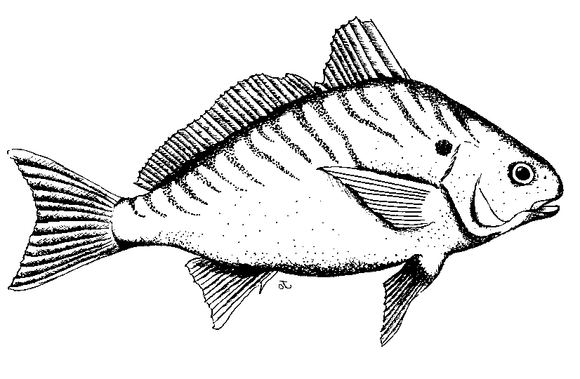 free black and white clipart of fish - photo #24