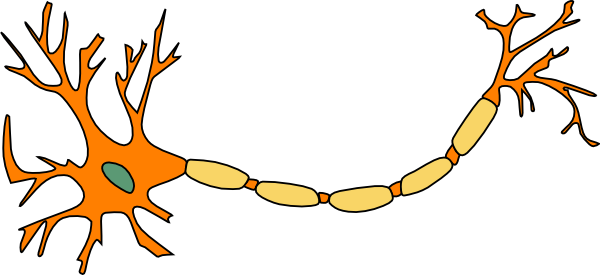 Neuron Orange clip art - vector clip art online, royalty free ...